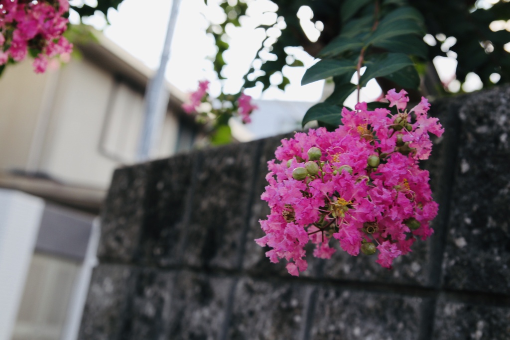 百日紅