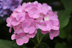 紫陽花