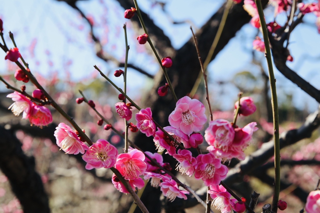 武蔵野