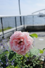 ばら
