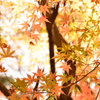 紅葉舞