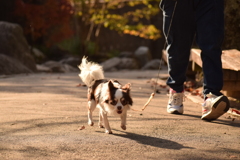 秋を探しに