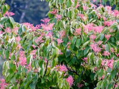 熊野水木 クマノミズキ 熊野水木 クマノミズキ