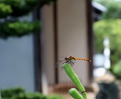 秋茜　アキアカネ