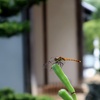 秋茜　アキアカネ
