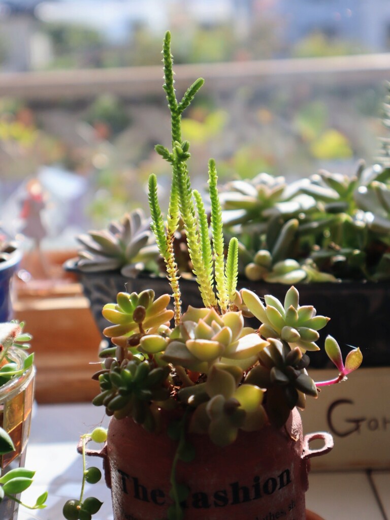 多肉植物の寄植え