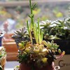 多肉植物の寄植え