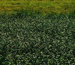 蕎麦の花