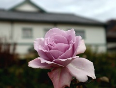 秋薔薇