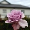 秋薔薇