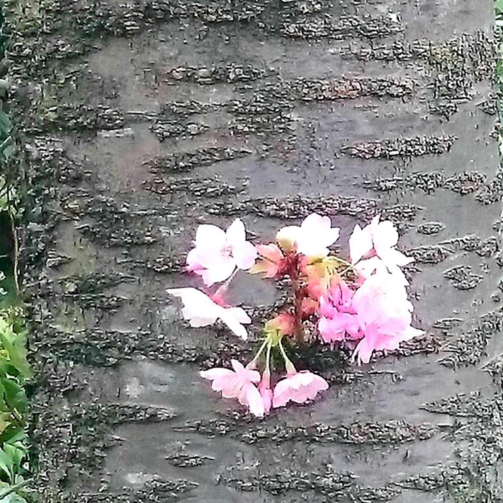 胴咲き桜