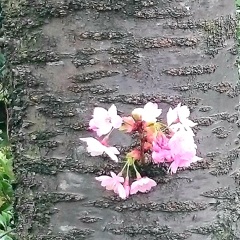 胴咲き桜