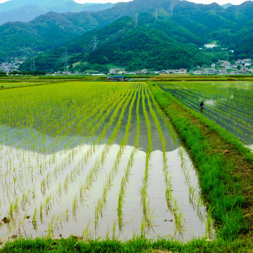 田園