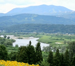 飯山菜の花公園