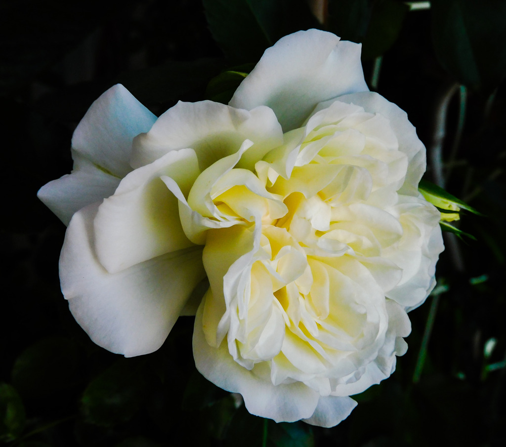 薔薇便り