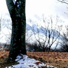 落葉に雪