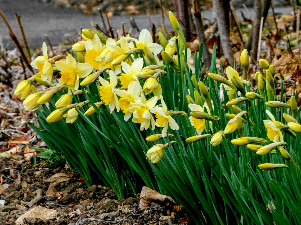 春いろ黄いろ
