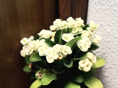 庭に居ます