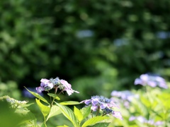 七色に咲く花のように