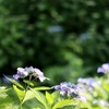七色に咲く花のように