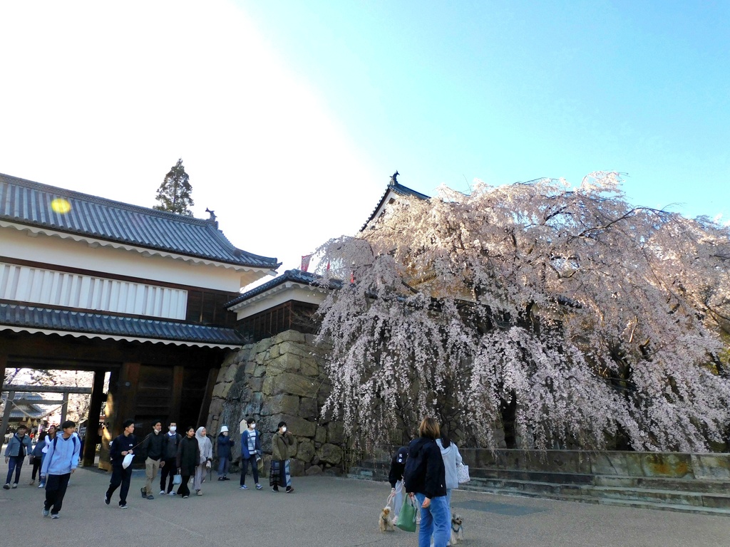 上田城千本桜まつり
