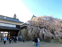 上田城千本桜まつり