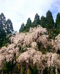 高山村