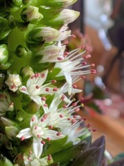 我家の多肉植物