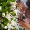 我家の多肉植物