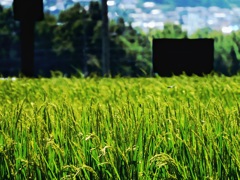 稲の花咲く頃