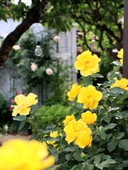 庭に居ます