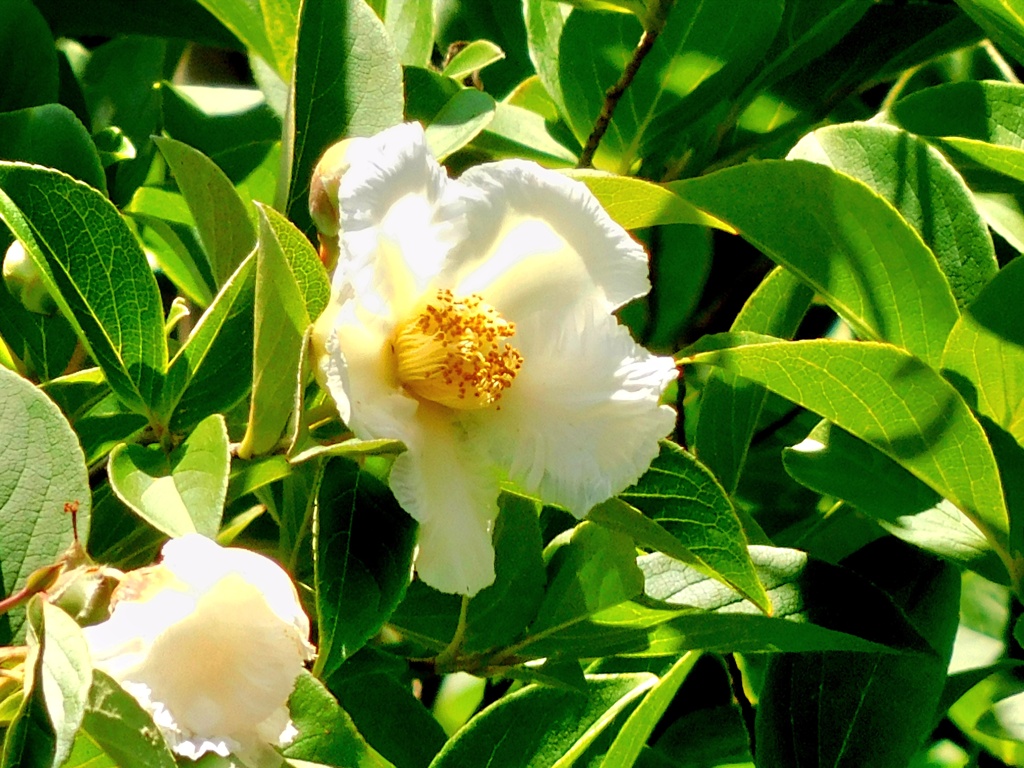 夏椿