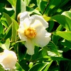 夏椿
