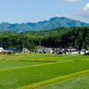 ６月の田んぼ