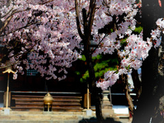 常香炉と桜