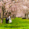 小布施桜堤