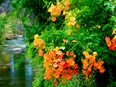 凌霄花
