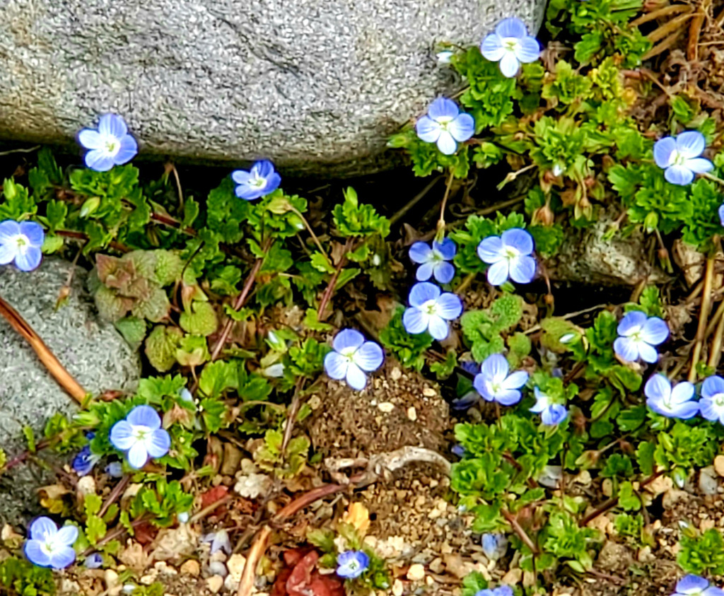 瑠璃唐草