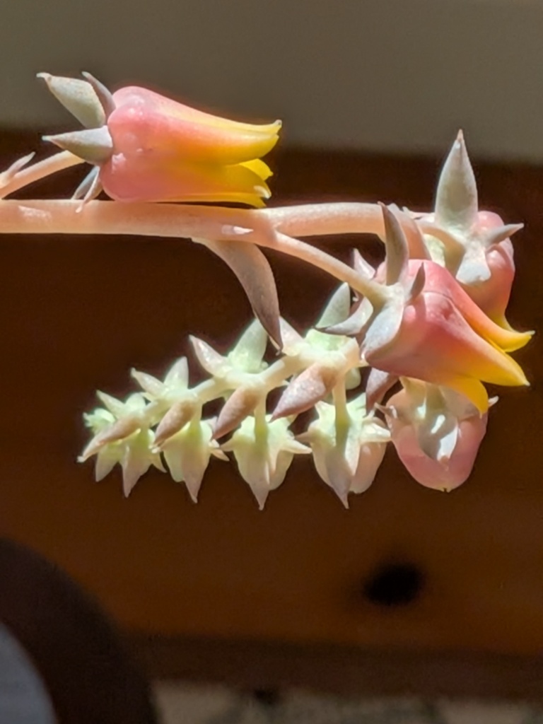 エケベリアの花