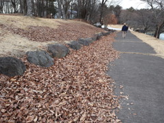落ち葉の遊歩道