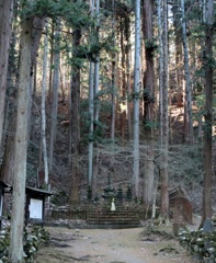 森の中に