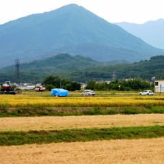 稲刈り始まりました
