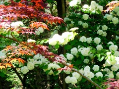 立夏の花公園