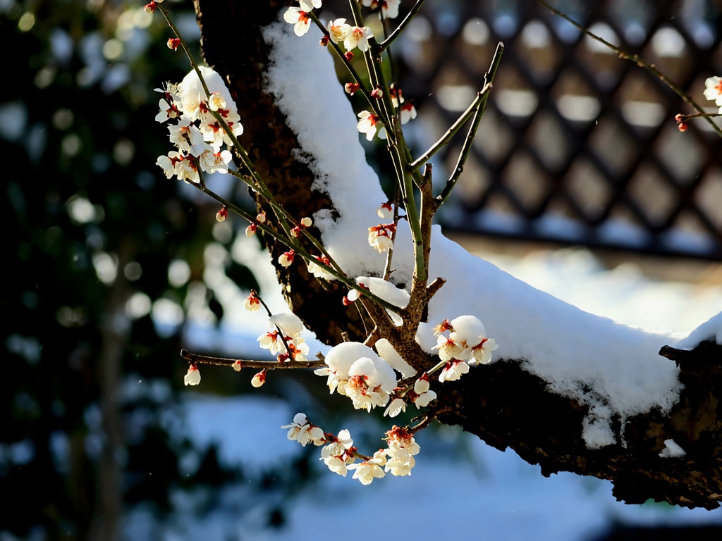 終雪　しまいゆき