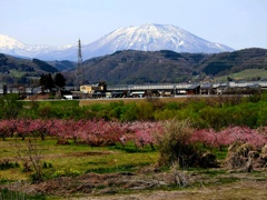 黒姫山と桃の花