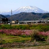 黒姫山と桃の花
