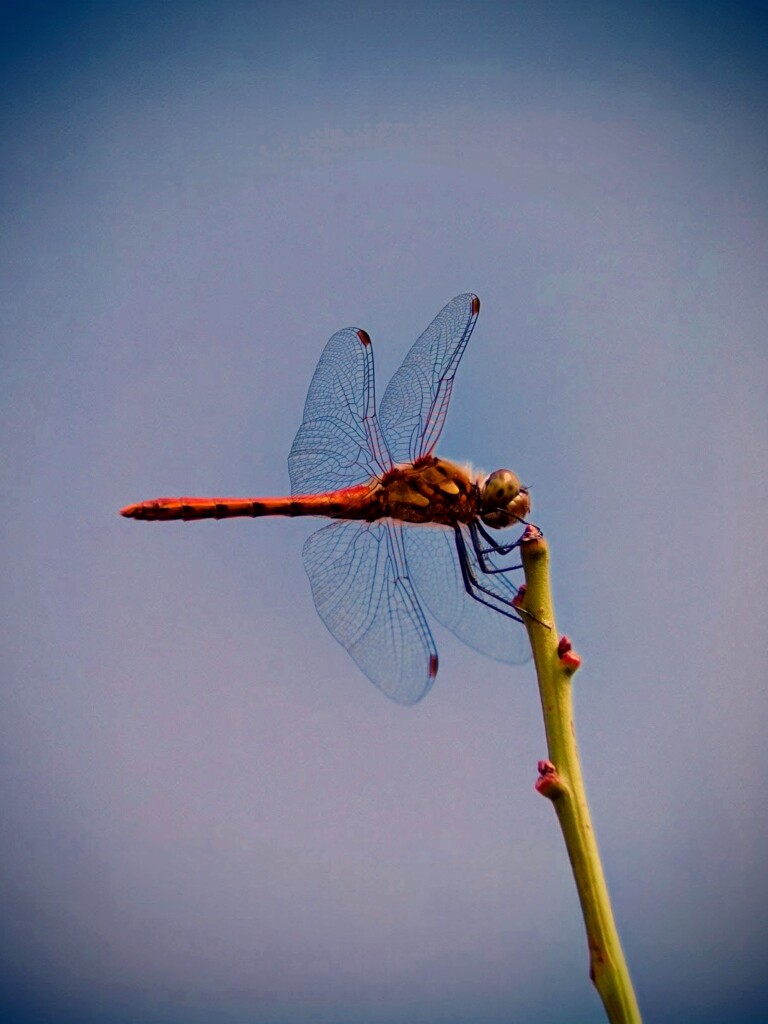 秋茜