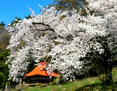 常楽寺