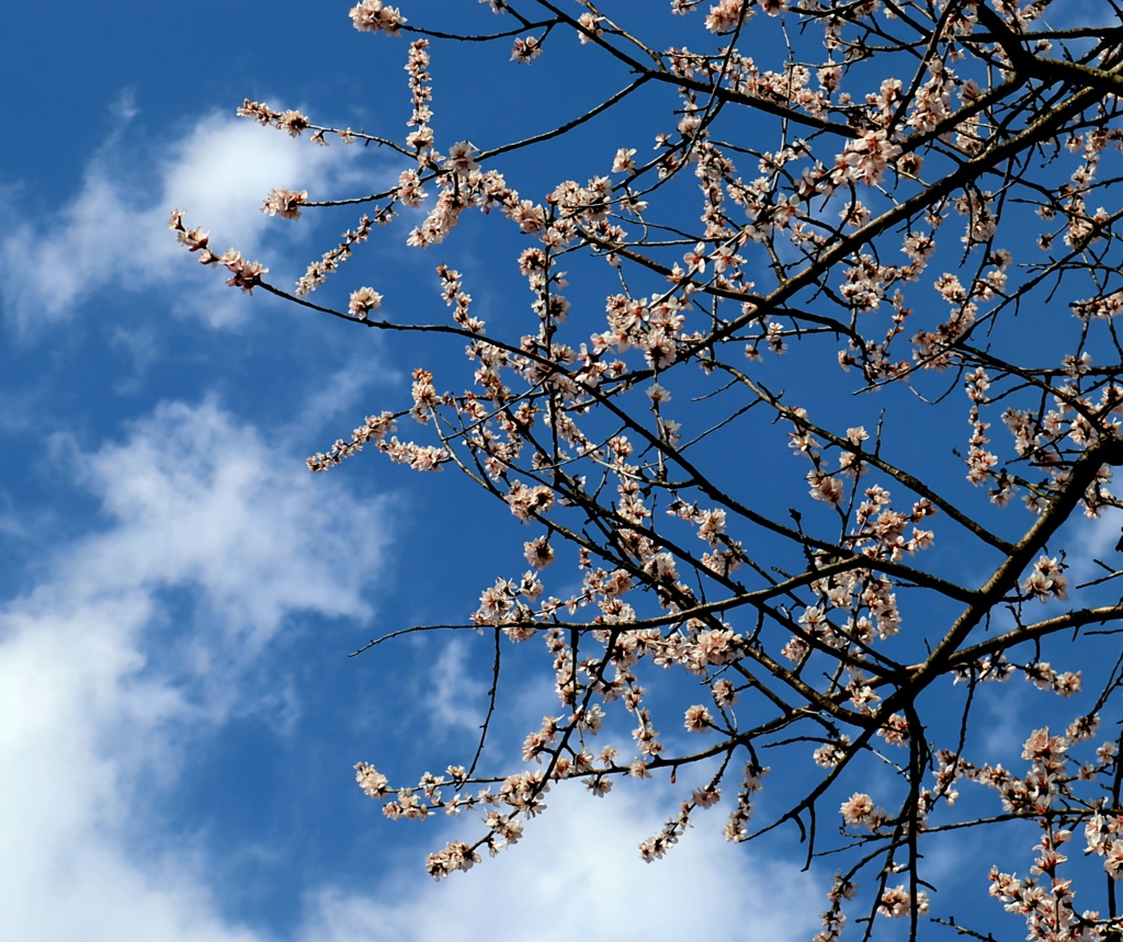 魯桃桜