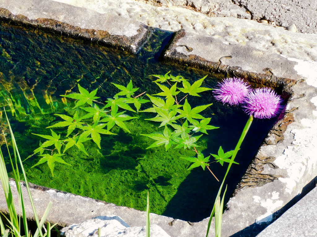 花手水